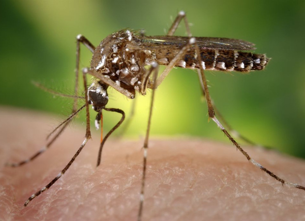 Chikungunya, la nueva fiebre de Centro América