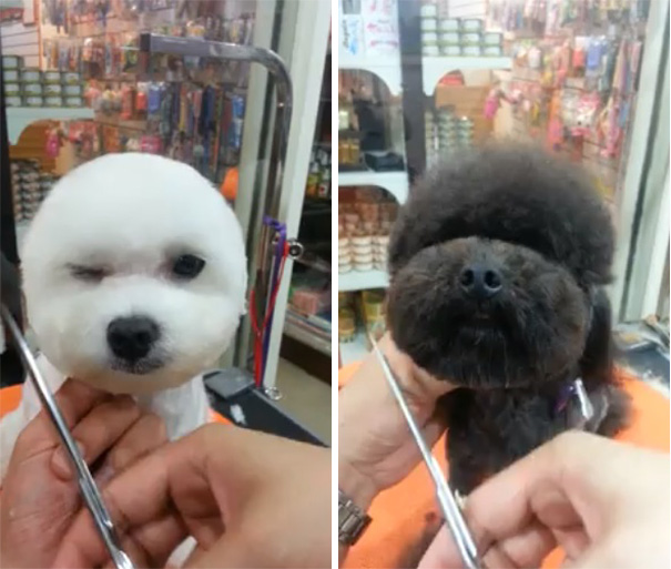 perros-corte-pelo-redondo-cuadrado-taiwan-2