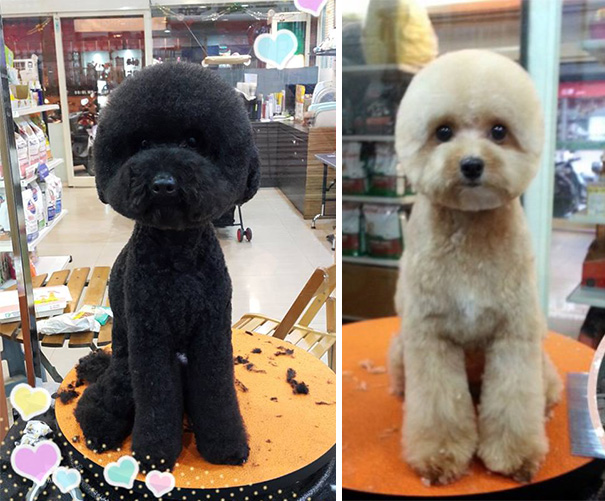 perros-corte-pelo-redondo-cuadrado-taiwan-3