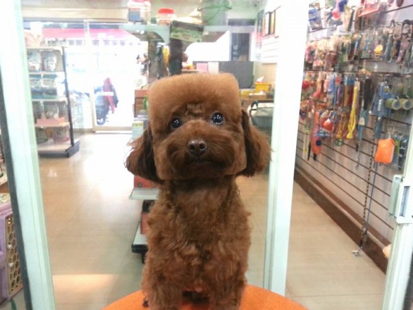 perros-corte-pelo-redondo-cuadrado-taiwan-6