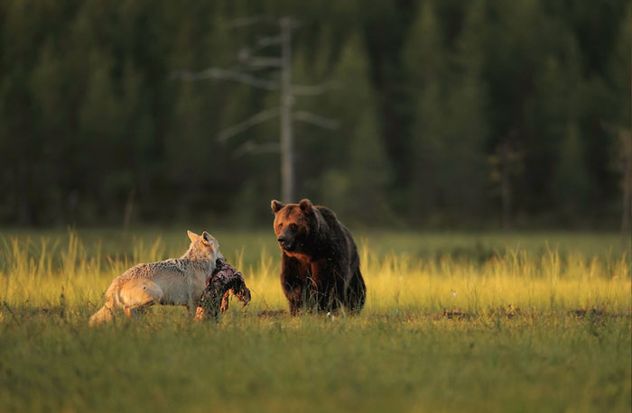 amistad-animal-lobo-oso-lassi-rautiainen-finlandia-10