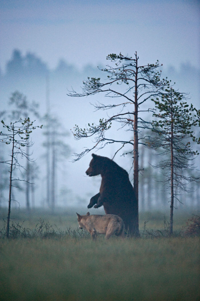amistad-animal-lobo-oso-lassi-rautiainen-finlandia-13