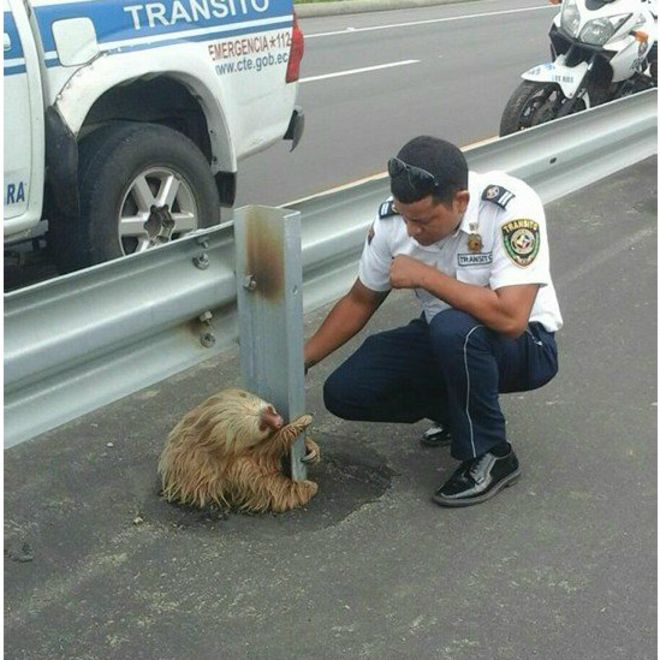 rescate-oso-perezoso
