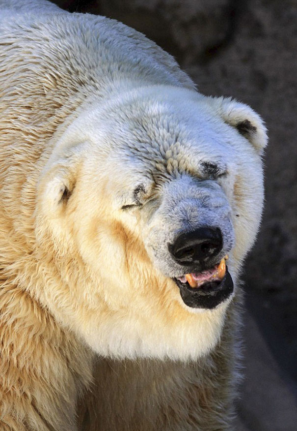 Murió Oso Arturo