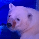 Pizza, el triste oso polar que conmueve a las redes sociales
