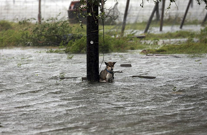 harvey