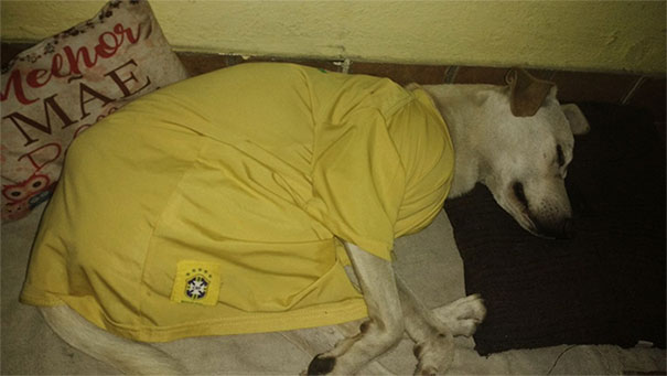 stray-dog-pee-on-man-adopted-heinze-sanchez-6-59e5a982153eb__605