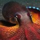 Video que capta el imperdible y único momento del nacimiento de un pulpo se viraliza