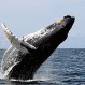 Ballenas jorobadas sorprenden a jóvenes que practicaban kayak en las costas de Ramuntcho: Increíble video