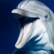 Surfista es derribado por delfines en mar abierto: Video muestra este increíble momento