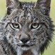 El maravilloso e intimidante momento en que dos linces se pelean por el territorio