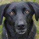 Más de 20 millones de usuarios ya vieron la graciosa reacción de un perro al que pillan en una piscina