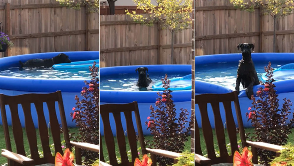 perro-piscina