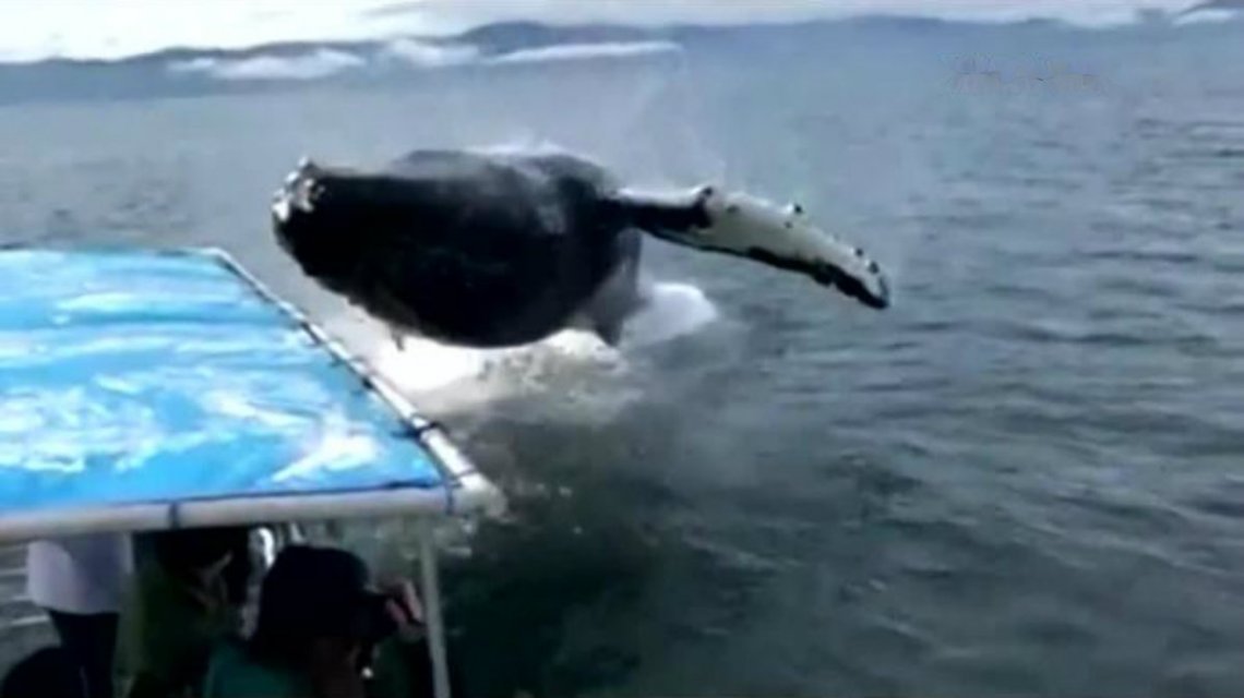 ballena-zambullida
