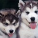 La discusión entre 2 perros es lo más tierno que verás hoy: Divertido video