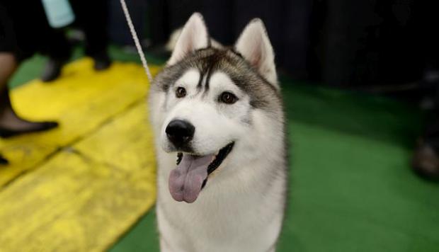 husky