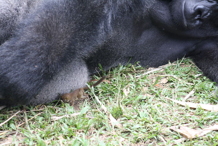 bobo04