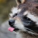 El increíble video del mapache “trepamuros” que cayó desde un noveno piso