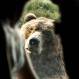 Oso se roba las miradas de una boda: Mira las divertidas caras de “sorpresa” que puso