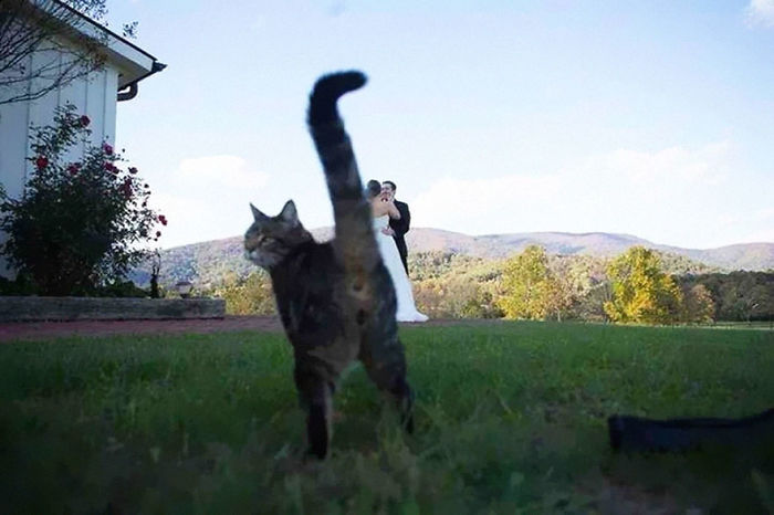 oso-gato