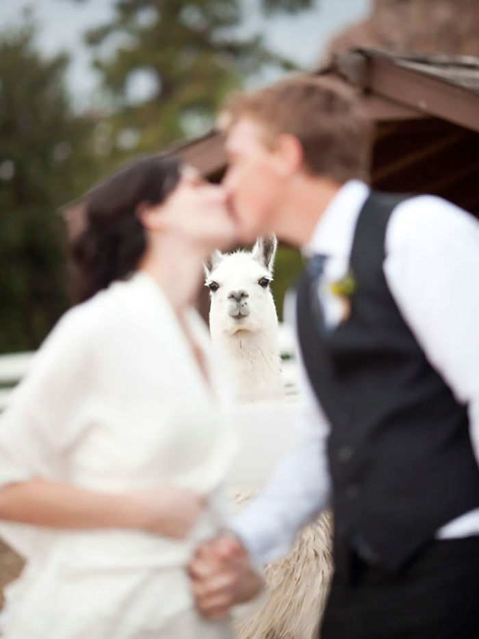 oso-llama