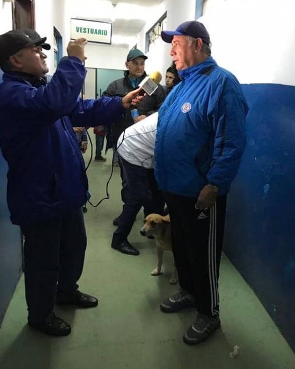 Tesapara perrita DT