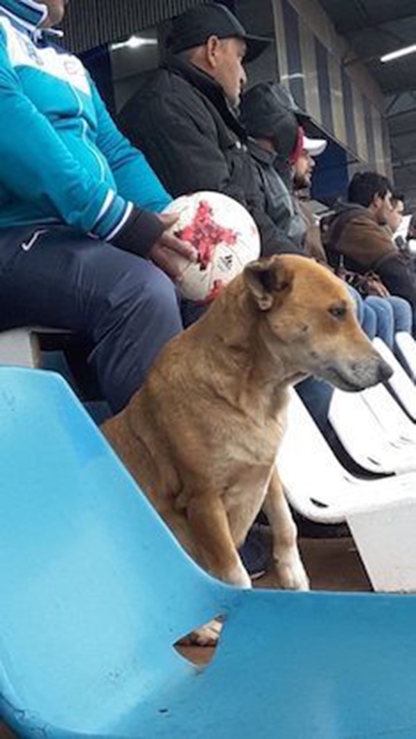 Tesapara perrita DT