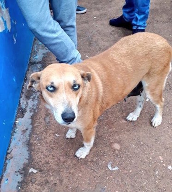 Tesapara perrita DT