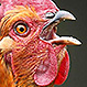 ¿Qué tiene de especial una gallina en pantalones? La imagen se convirtió en un éxito viral