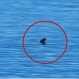 Residentes afirman ver un “dinosaurio marino”: Video de lago canadiense se hace viral
