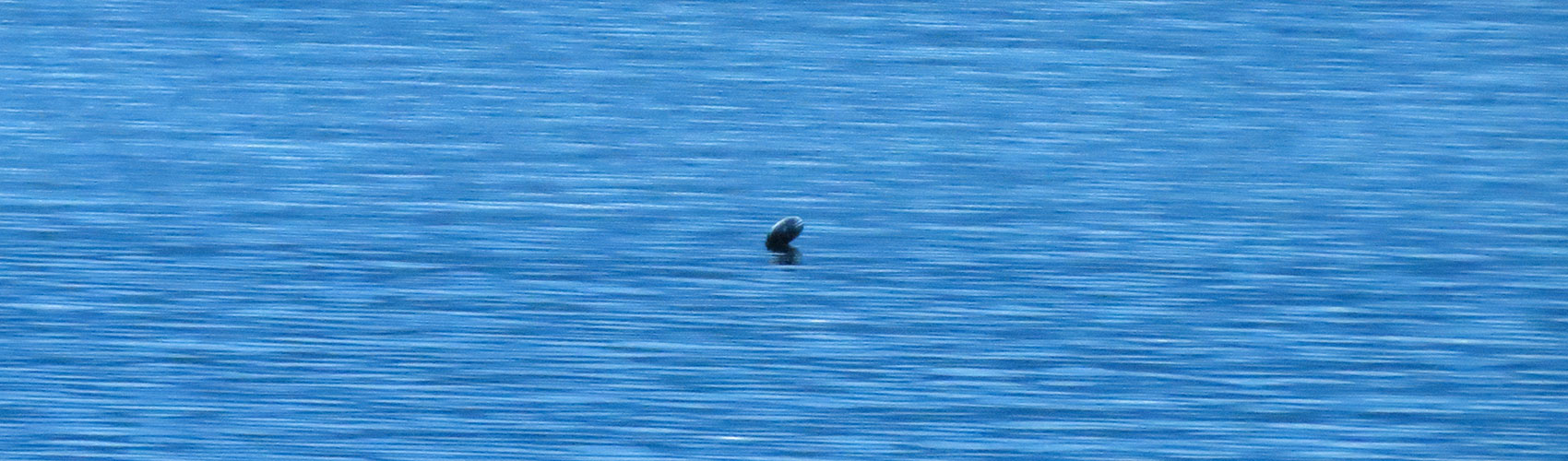 ogopogo