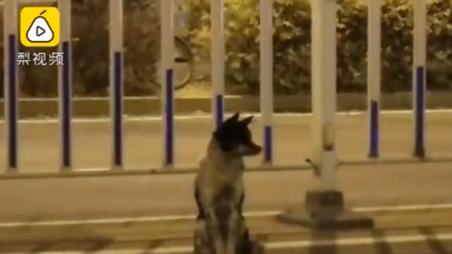 perro-espera