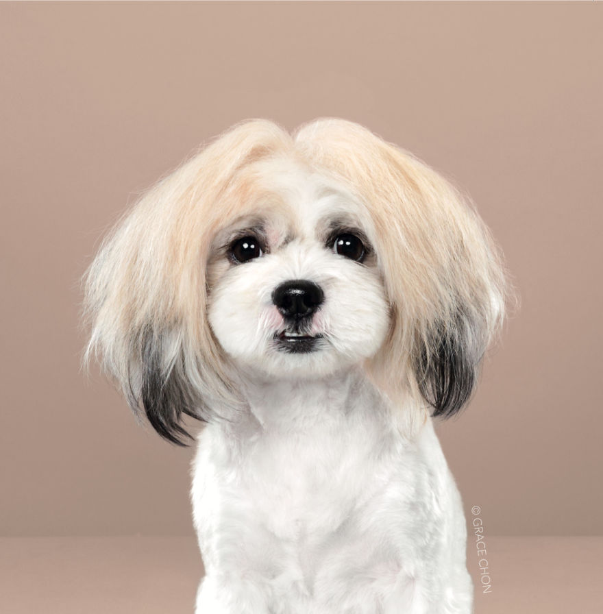Perros con estilo