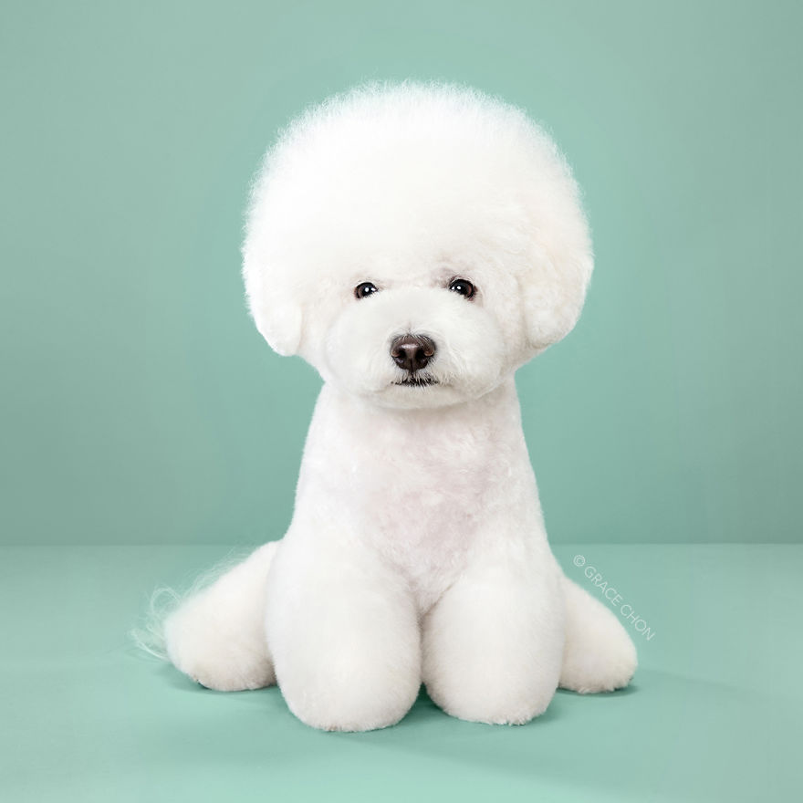 Perros con estilo