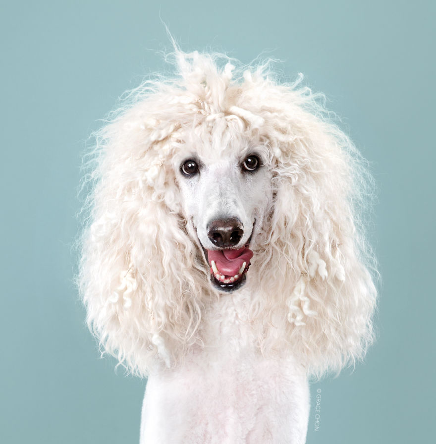 Perros con estilo