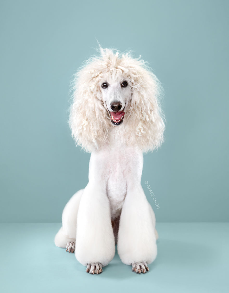 Perros con estilo