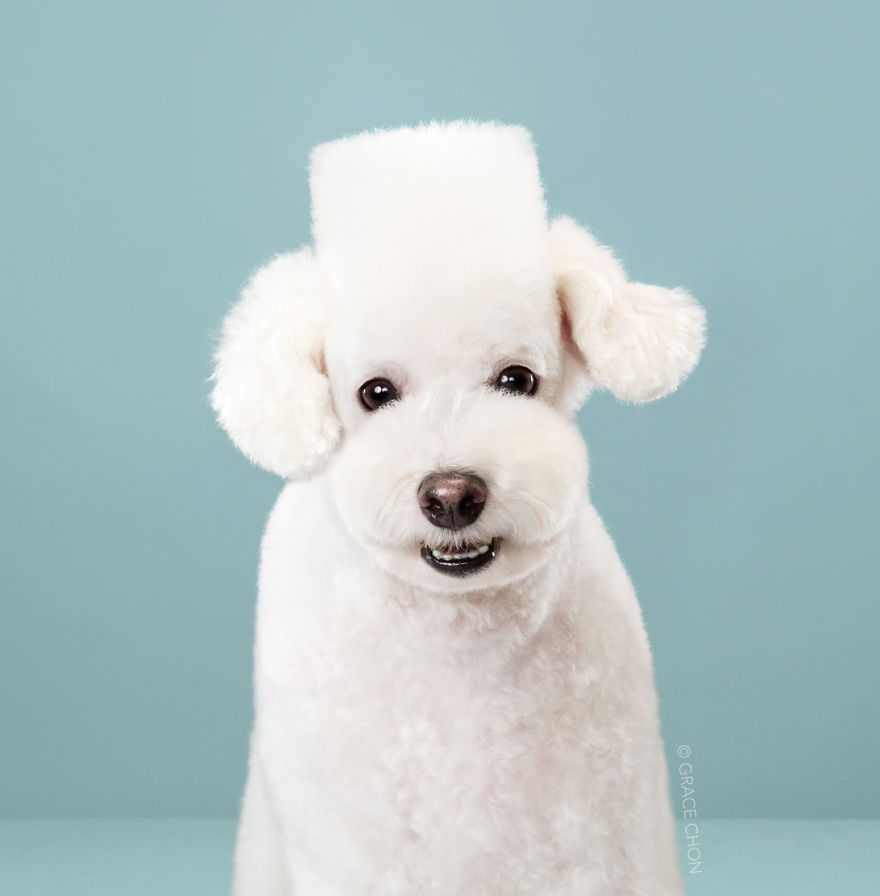 Perros con estilo