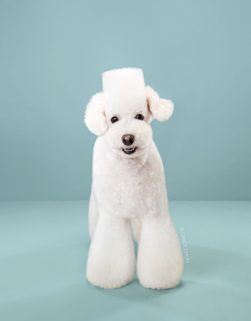 Perros con estilo