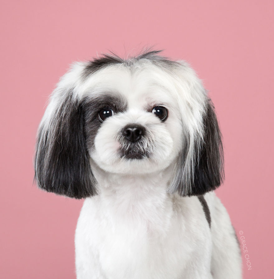 Perros con estilo