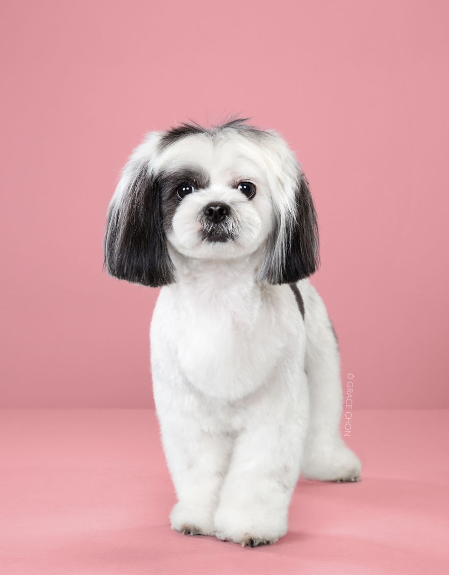Perros con estilo