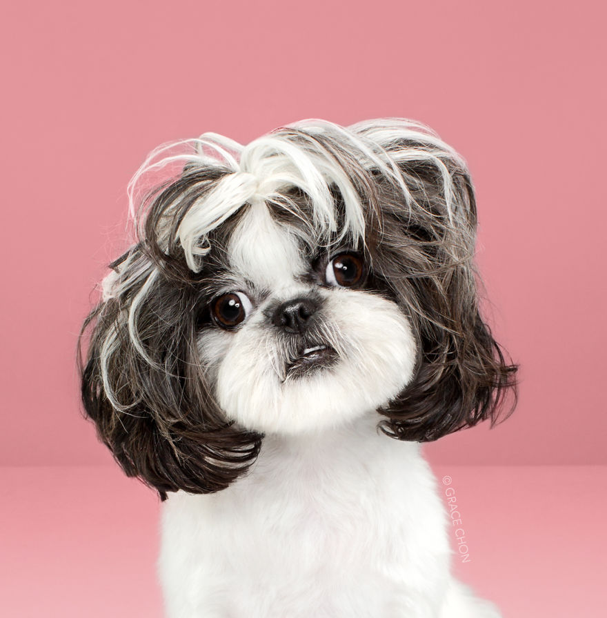 Perros con estilo