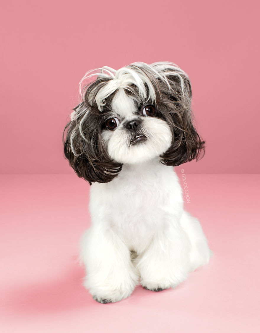 Perros con estilo