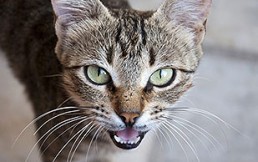 Gato vs paloma: ¿Una pelea realmente desigual?