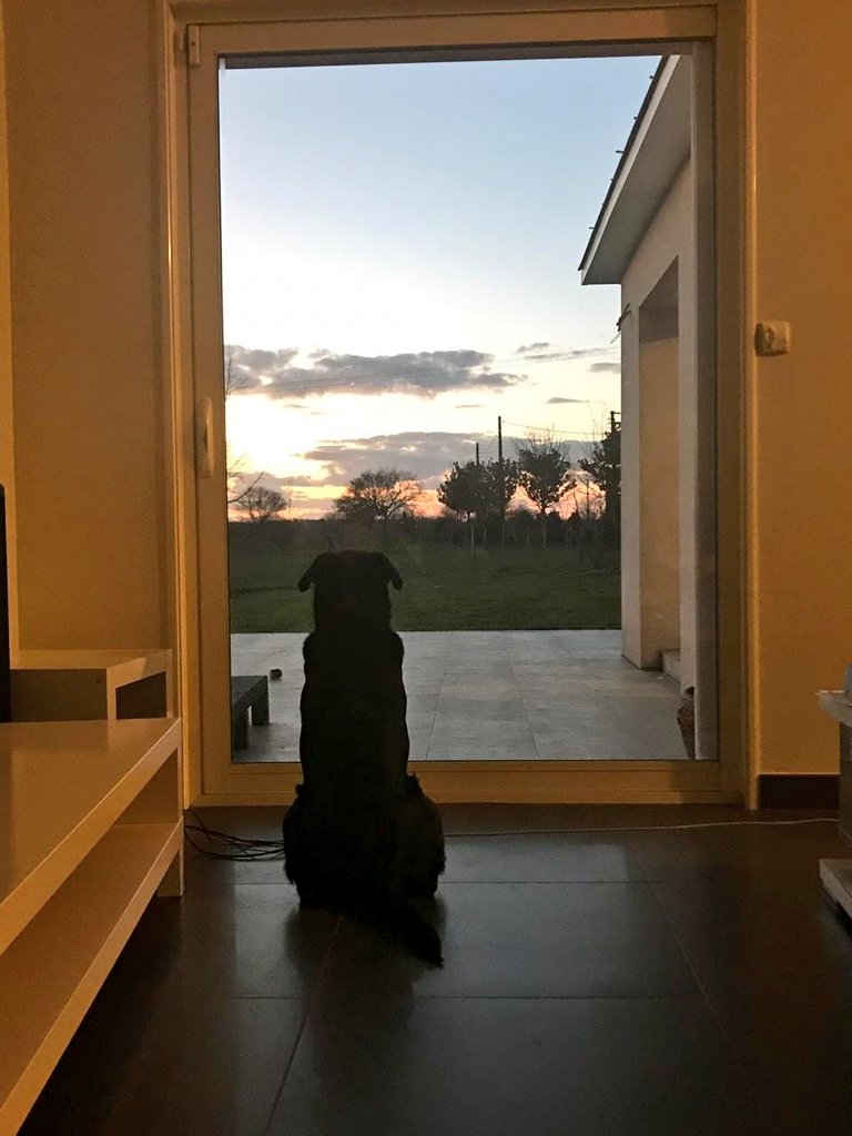 emiliano-sala-perro