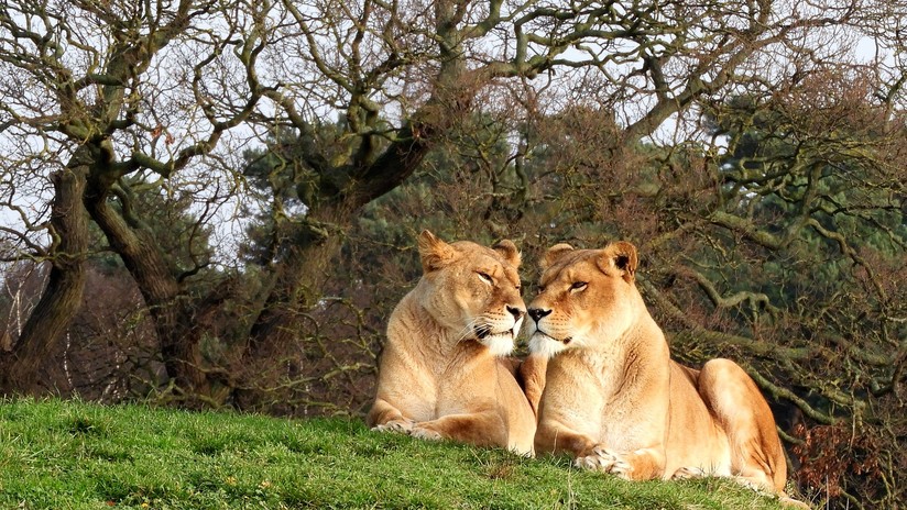 leonas