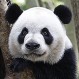 Niña pasó un gran susto al caer a la jaula de los Pandas en zoológico chino