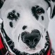 Conoce a Wiley, el dálmata con un corazón en la nariz que tiene enamorados a miles en Instagram