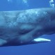 Hombre hace hallazgo que podría valer una fortuna y que tiene a una ballena como protagonista
