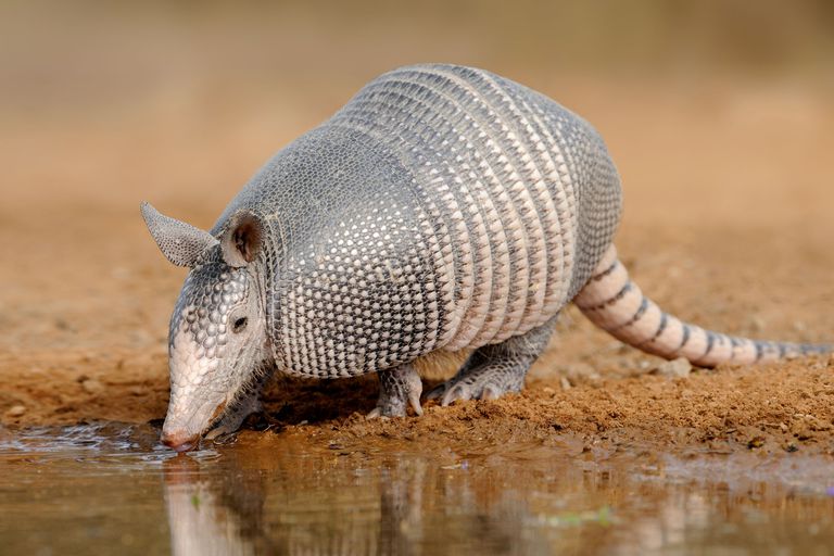 armadillo