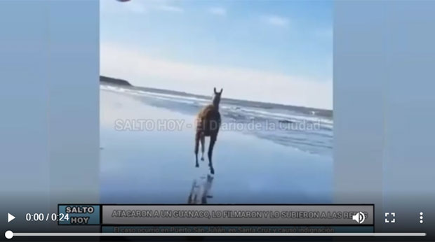 guanaco
